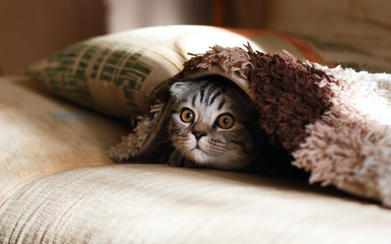 Dişi ve Erkek kedi isim önerileri