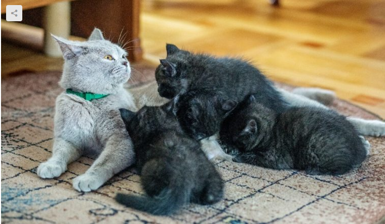 Kedi yavrusunu yer mi ?