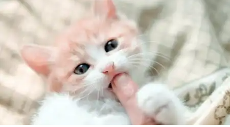 Kediler neden ısırır ?