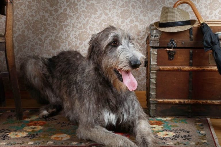 kurt köpeği cinsleri