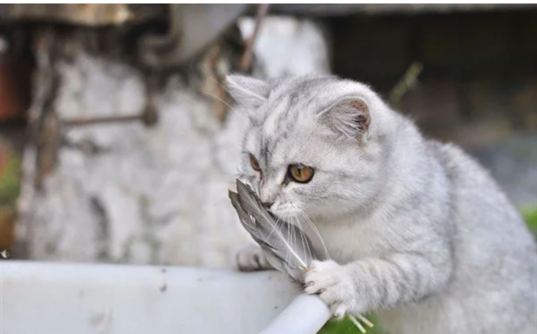 Tüy Dökmeyen Kedi Cinsleri Ve Kısa Tüylü Kediler
