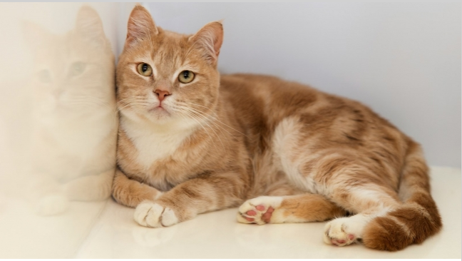 Dişi kedi isimleri ve anlamları