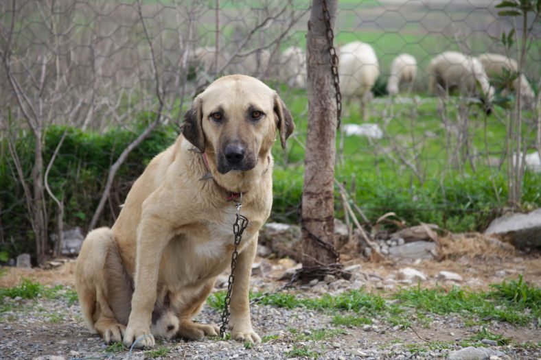 kangal çoban köpeği
