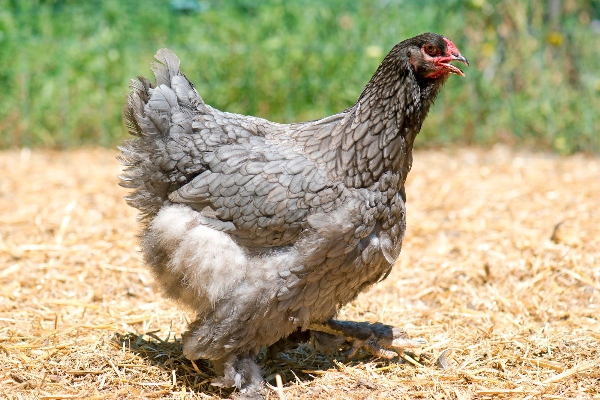 brahma tavuğu