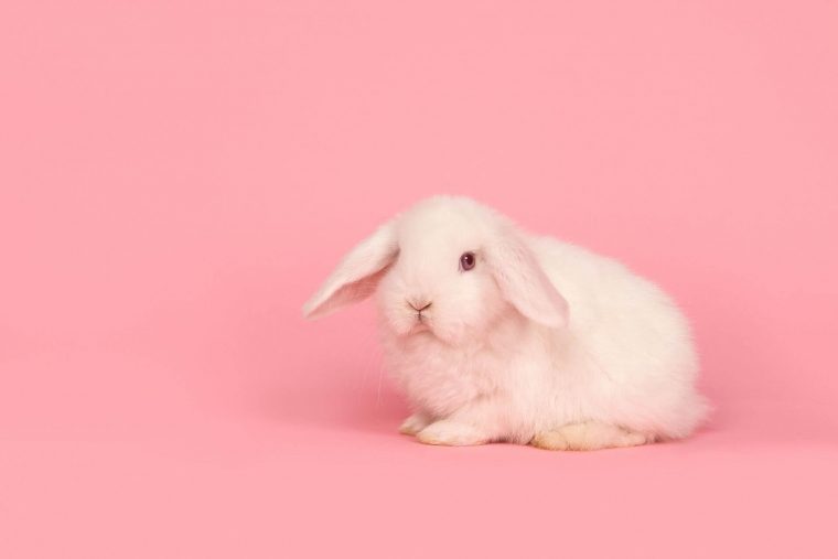 tavşanların kaç ayağı vardır